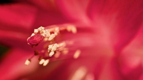 Close-up of pink flower blooming outdoors