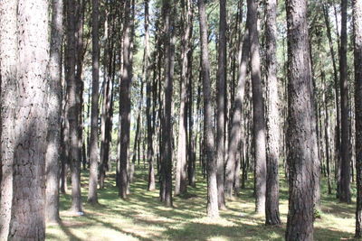 Pine trees in forest