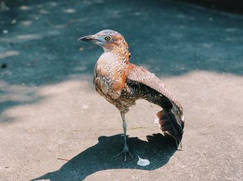 Close-up of a bird