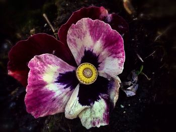 Close-up of flower blooming outdoors