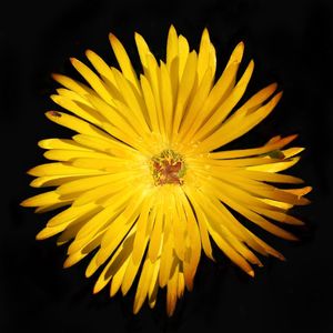 Close-up of flower over black background