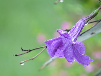 Close-up of wet purple flowering plant