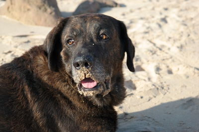 Close-up portrait of dog