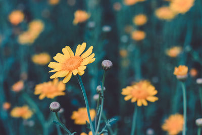 Close-up of yellow flowering plant