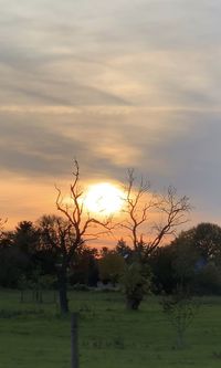 Trees on field against sky during sunset