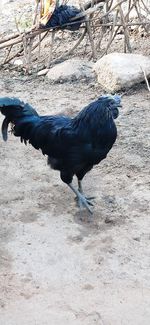 View of a bird on field