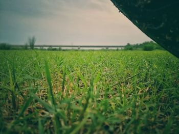 Close-up of fresh green field against sky