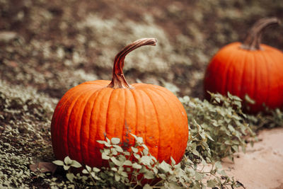 Close-up of pumpkin on field