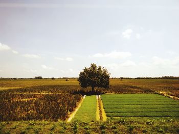 Scenic view of agricultural field against sky