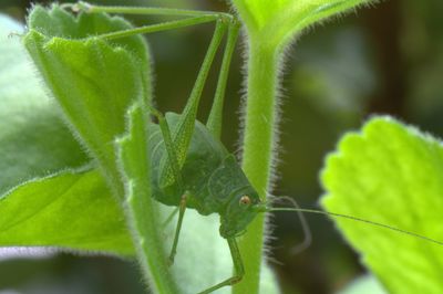 Close-up of insect on leaf