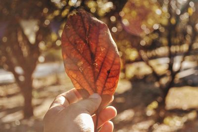 Close-up of hand holding autumn leaves