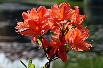 Close-up of orange flowers blooming outdoors