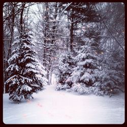 Bare trees on snow covered landscape