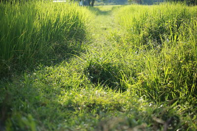 View of grassy field