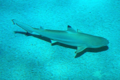 View of fish swimming in sea