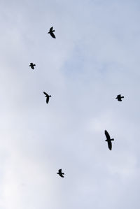 Low angle view of birds flying in sky