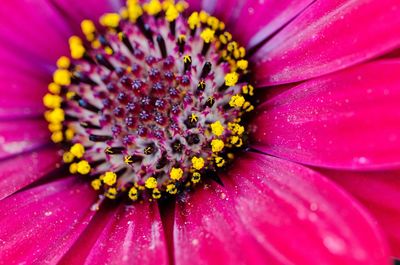 Close-up of pink flower head