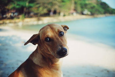 Close-up portrait of dog