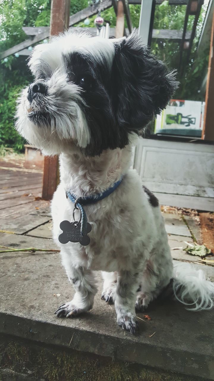 CLOSE-UP OF DOG SITTING ON FLOOR