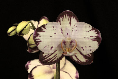 Close-up of insect on flower against black background