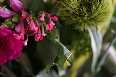 Close-up of pink flowering plant