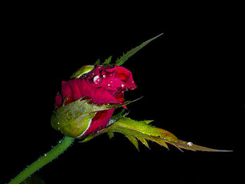 Close-up of red rose on black background