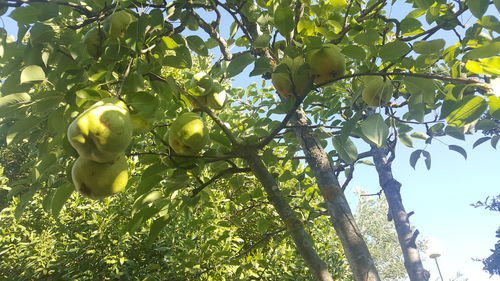 Low angle view of fruits hanging on tree against sky