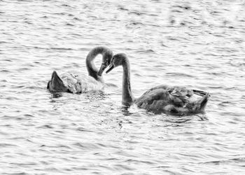 Ducks swimming in lake