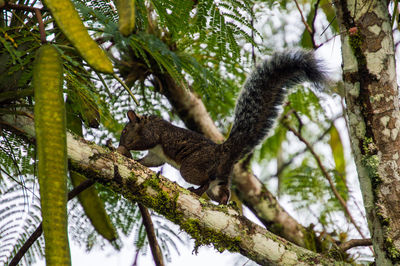 Low angle view of squirrel on tree trunk