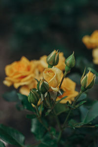 Close-up of yellow flowering plant