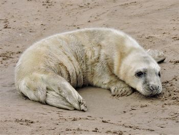 Close-up of dog on sand at beach