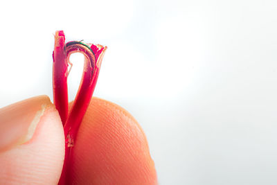 Close-up of hand holding pink flower against white background