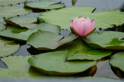 Close-up of lotus water lily in lake