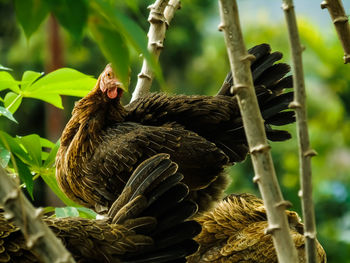 Bird perching on a tree