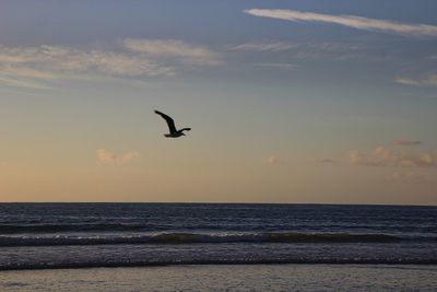 Seagull flying over sea