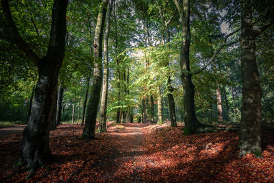 Trees in forest