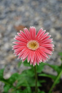 Close-up of red flower