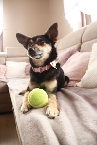 Close-up of dog sitting on bed at home