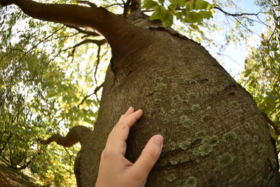 Low angle view of hand touching tree trunk in forest