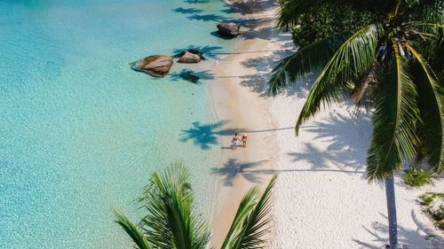 High angle view of palm tree