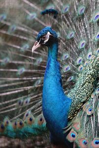 Close-up of peacock