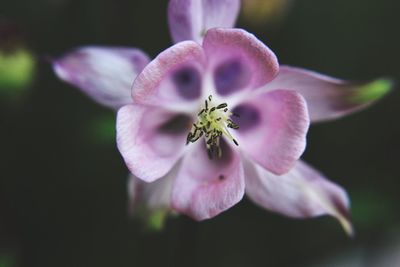 Close-up of honey bee on flower