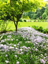 View of flowering plants in park