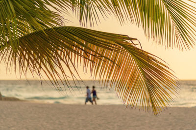 Palm trees on beach against sky