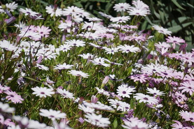 Close-up of purple flowering plants on field