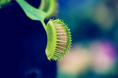 Close-up of venus flytrap