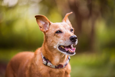 Close-up of dog looking away