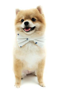 Portrait of dog sitting against white background