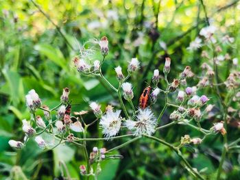 Close-up of honey bee on flowering plant