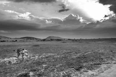 Scenic view of desert against sky